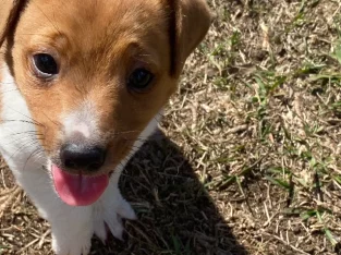 Purebred Jack Russell Puppy – Male. Vaccinated and microchipped
