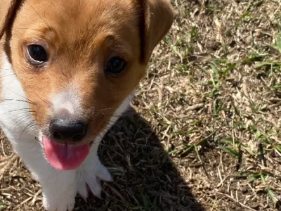 Purebred Jack Russell Puppy – Male. Vaccinated and microchipped