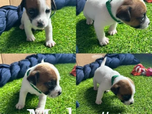 Purebred Jack Russell pups