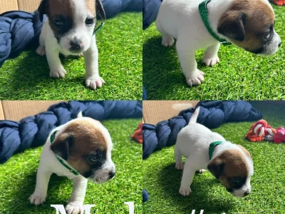 Purebred Jack Russell pups