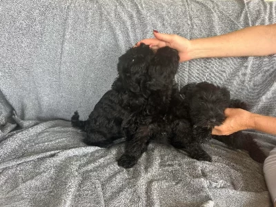 Schnauzer (Miniature) – Mount Marrow