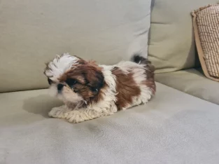 Shih Tzu puppies