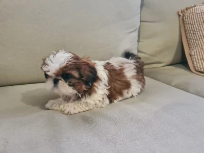 Shih Tzu puppies