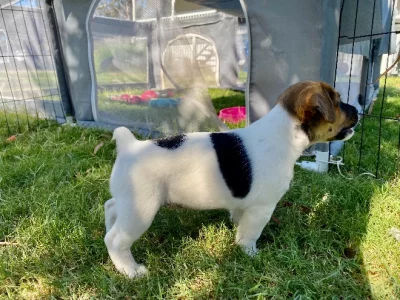 Stumpy Tail Tri Purebred Jack Russell Terriers