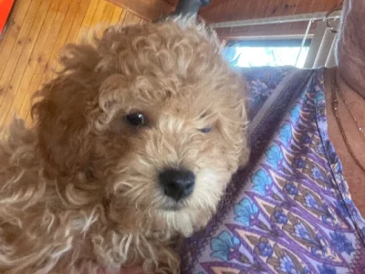 Toy Cavoodle puppy