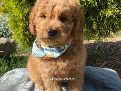 Toy Groodles Rare First Generation DNA tested