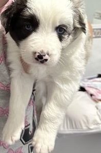 Border Collie – Sippy Downs