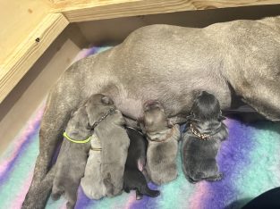 French Bulldog – Plainland