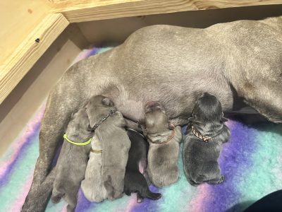 French Bulldog – Plainland