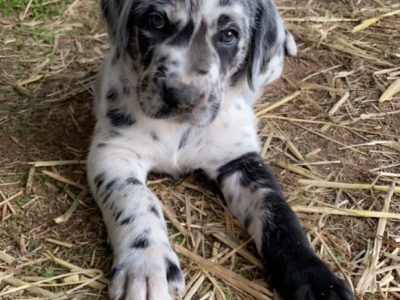 Poodle Standard – Placid Hills