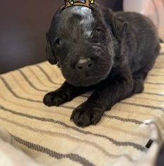 DOUBLE DOODLES: Labradoodle x groodle