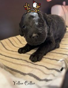 DOUBLE DOODLES: Labradoodle x groodle