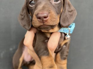 Dachshund – Hayleigh Hess