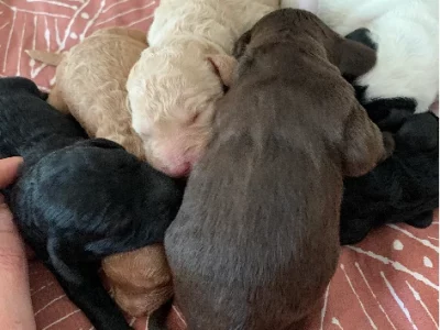 Cavoodle – Shepparton