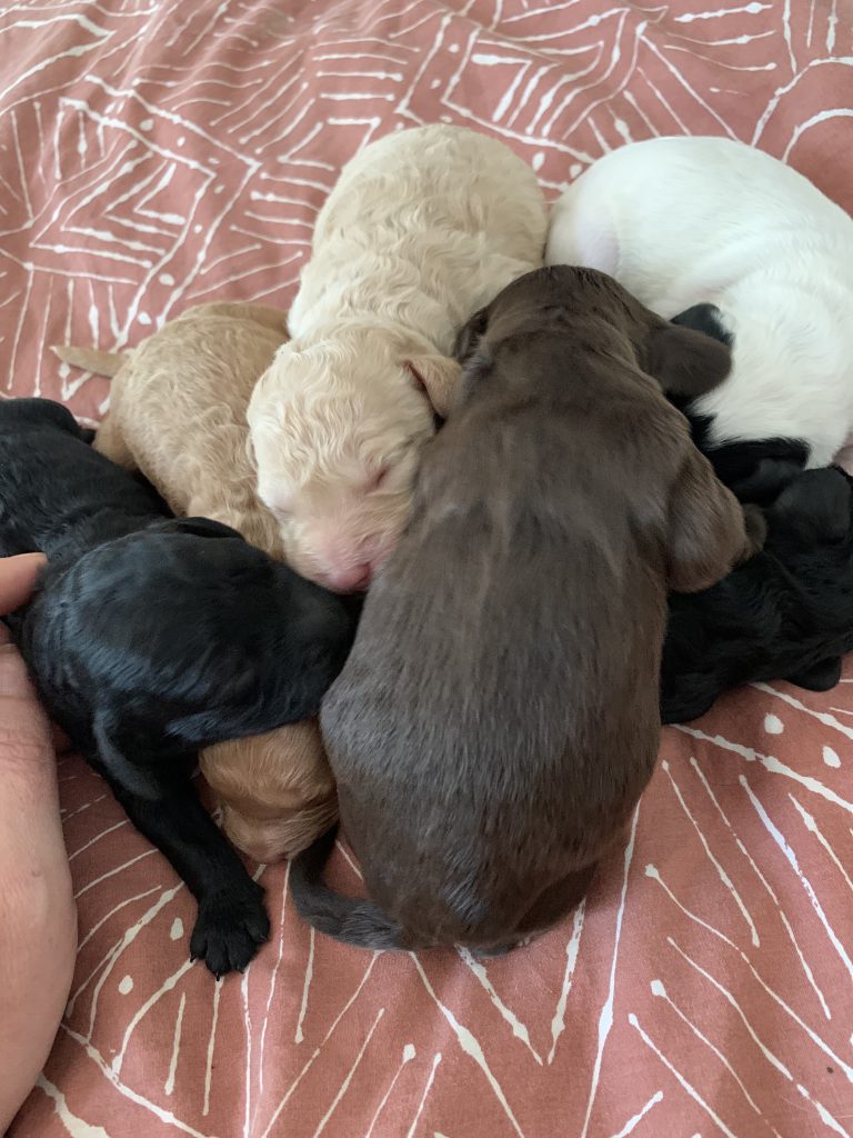 Cavoodle Shepparton PetsForHomes