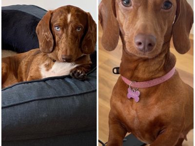 Miniature Dachshund – Chipping Norton