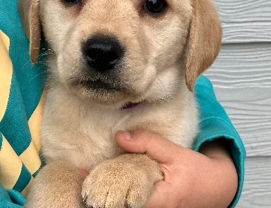 Goldadors – Great Ocean Goldadors