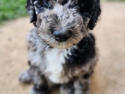 Poodle Standard – Marulan