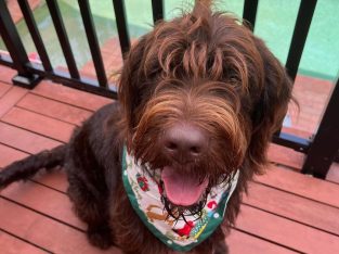 Saint Bernard – Marulan