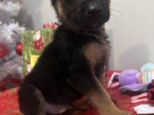 German Shepherd – Fairfield