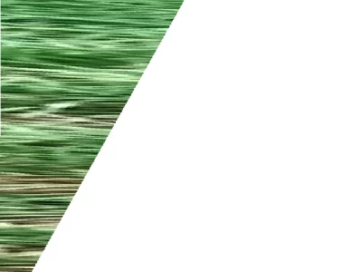 Australian Kelpie – Carinda