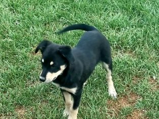 Australian Kelpie – Carinda