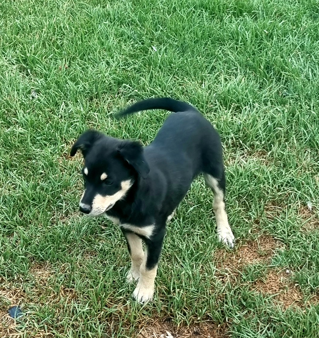 Australian Kelpie Carinda PetsForHomes