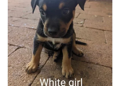 Australian Kelpie – Willowbank