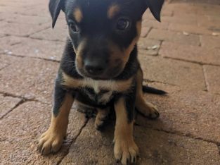 Australian Kelpie – Willowbank