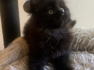 Maine Coon – Ingleburn