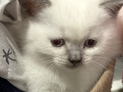 British Shorthair – Harkness