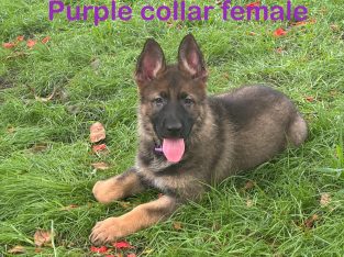 German Shepherd – Highland Park