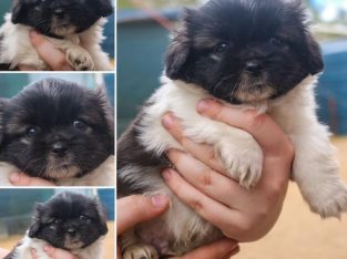 Tibetan Spaniel – Bundaberg Central