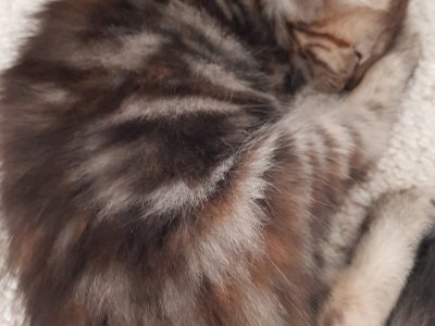 Fluffy Kittens 8 Weeks Old