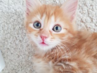 Fluffy Kittens Male and Female 8 Weeks