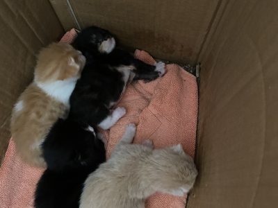 Domestic Short Hair (DSH) – Clarkson