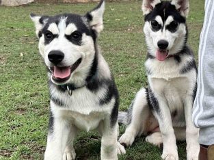 Two Female Purebred Siberian Husky Puppies