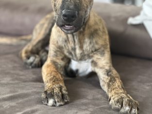 Australian Kelpie – South Golden Beach