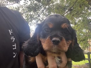 Cavalier King Charles Spaniel – Wyong