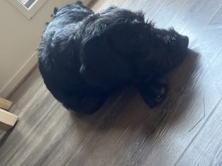 Labradoodle – Melton South