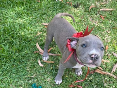 American Staffordshire Bull Terrier – Medowie