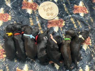 Poodle Mini – Broadbeach Waters