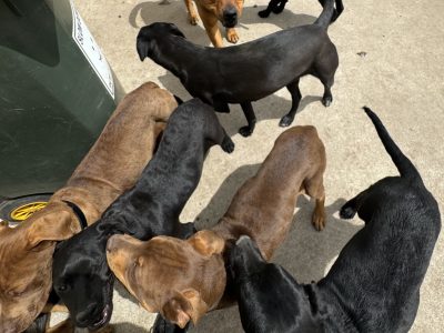 American Staffy cross