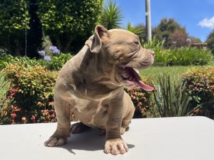 American Bulldog – Narellan Vale