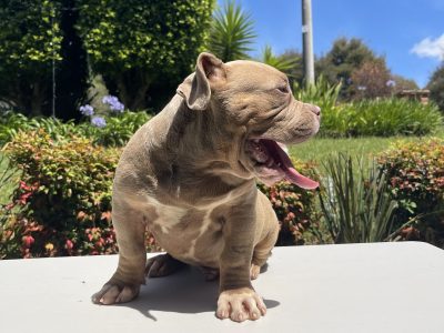 American Bulldog – Narellan Vale