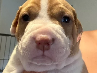 American Staffordshire Bull Terrier – Eagleby