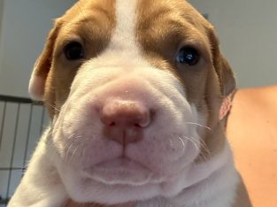 American Staffordshire Bull Terrier – Eagleby