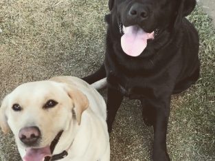 Labrador Retriever – Gladstone Central