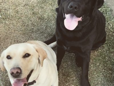 Labrador Retriever – Gladstone Central