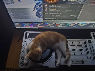 Domestic Short Hair (DSH) – Yagoona